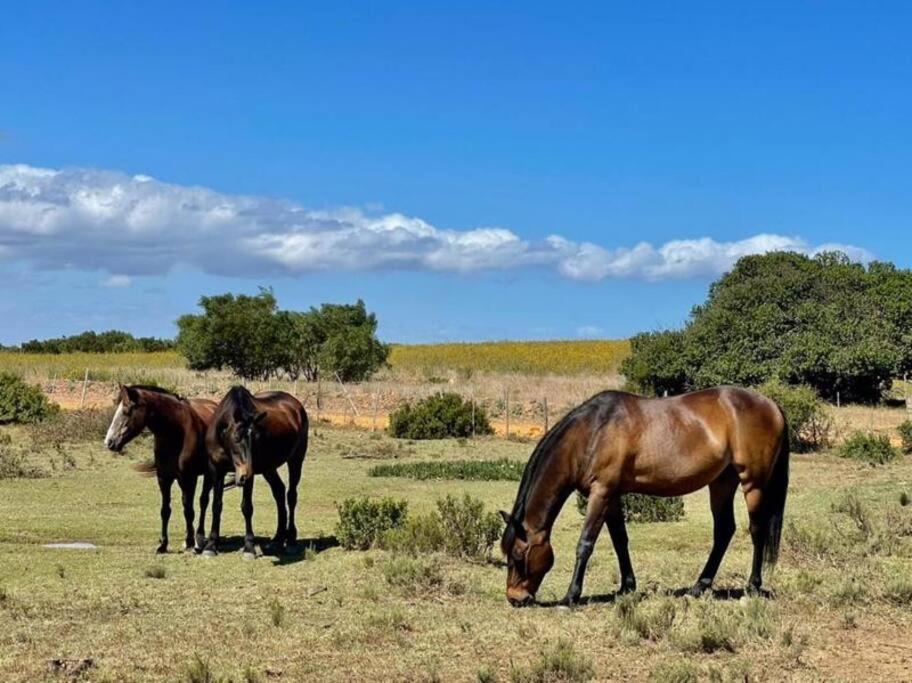 Heron Cottage - Living The Breede Malgas Exteriér fotografie